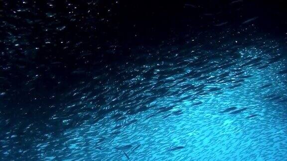 菲律宾海底的鱼群