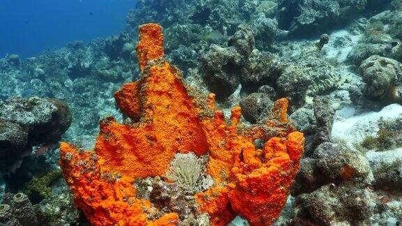 珊瑚礁海景在加勒比海库拉索岛附近的潜水地点雷霍有各种各样的珊瑚和海绵