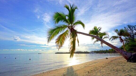 多米尼加共和国热带海洋海滩上的棕榈树