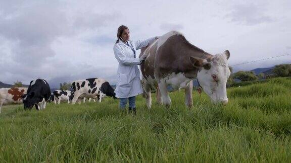 拉丁美洲兽医在避难所用听诊器检查一头牛