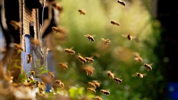 蜜蜂在草地上围着蜂箱飞来飞去慢镜头