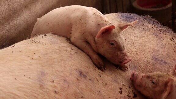 可爱的小猪正爬在猪妈妈的身上在一个有机养猪场看着摄像机有机家畜