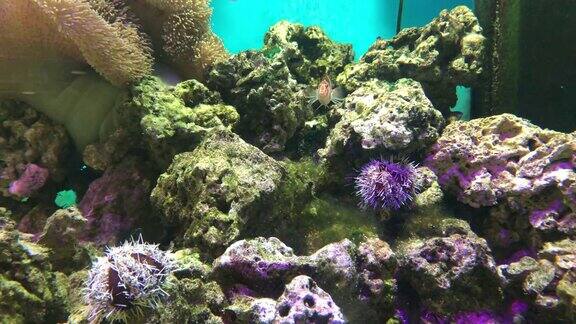 神奇的珊瑚礁水族馆时刻