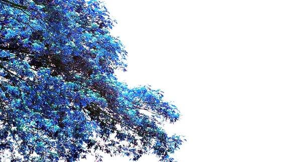 蓝猴荚树