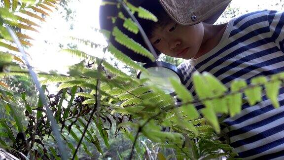 年轻的植物学家看着植物放大镜