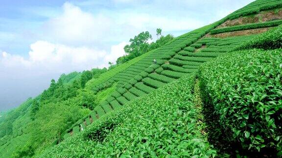山坡上的茶园茶农在工作