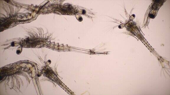 光镜下观察凡纳梅虾的碎虾阶段显微镜下观察虾幼虫虾、白虾、无节虾、Zoea、碎虾、幼虫背景