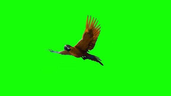 金刚鹦鹉在绿屏上飞行