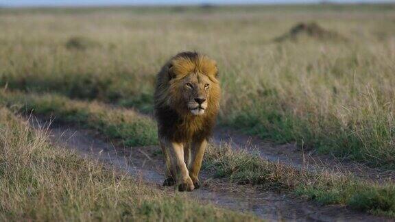 非洲大草原上壮丽的雄狮缓缓走向镜头