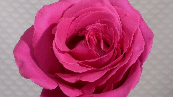 粉色玫瑰开花