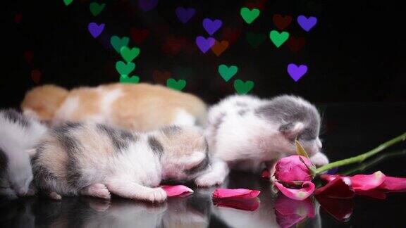 四只小猫和粉红色的玫瑰
