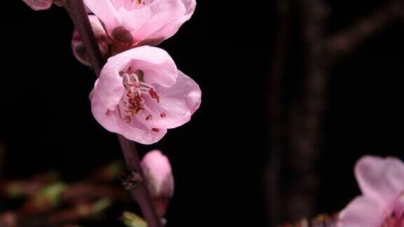 粉红色的樱花盛开的时间流逝