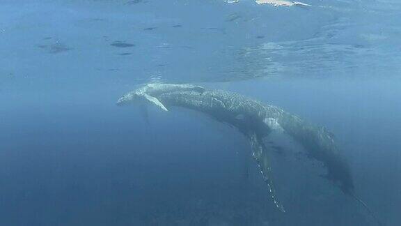 小座头鲸和它的母亲在水面游泳