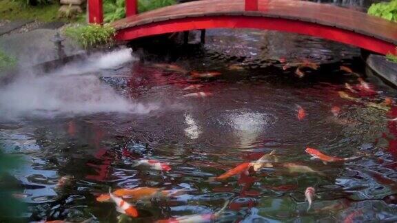 锦鲤或花式鲤鱼在日本池塘游泳