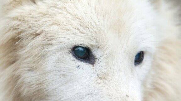 特写:蓝眼睛的白狼