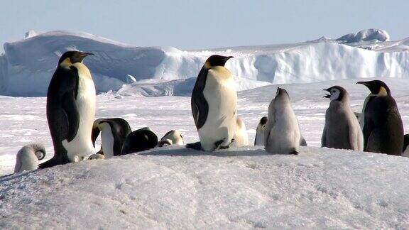 企鹅在寒冷的雪地上鸣叫