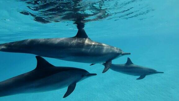 在早晨的阳光下一群海豚在蓝色的水面下游泳飞旋海豚水下拍摄特写红海萨塔亚礁(海豚屋)马萨阿拉姆埃及非洲