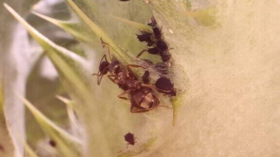 红色的带刺蚂蚁挤着蚜虫的奶在一片刺蓟上缓慢的运动宏1:1