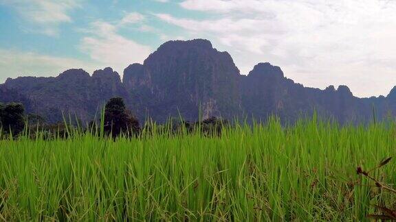 老挝万荣Phangern山脉下的稻田