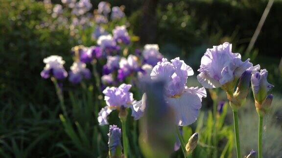 紫色鸢尾花在花园的特写
