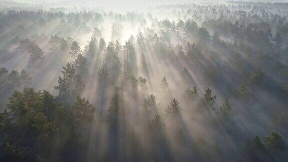 在日出时飞过绿色雾蒙蒙的森林鸟瞰图
