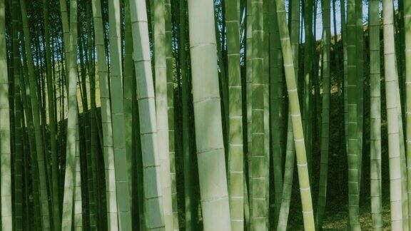 新鲜的竹子在风中摇曳