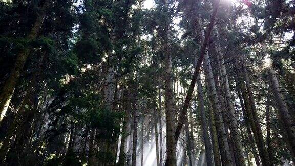 森林里有雾的早晨