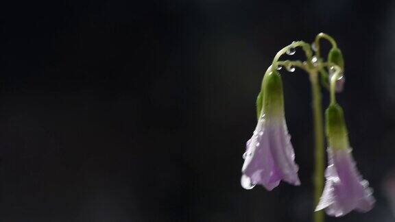 精致的花朵