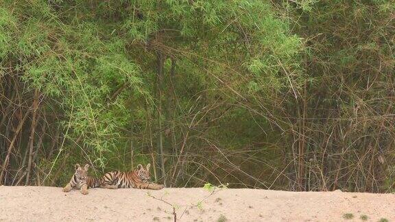在印度中央邦的班德哈瓦加国家公园或老虎保护区两只野生的皇家孟加拉虎幼崽在自然的绿色背景下等待它们的母亲