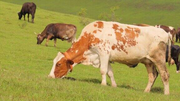 牛群一起在田野里吃草母牛跑进镜头