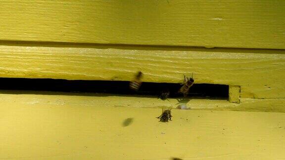 近距离观察洞上的飞行蜜蜂