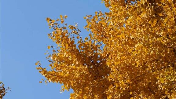 明亮的黄色树叶的银杏Biloba树在秋天与蓝天的背景4k缩放镜头实时b卷拍摄