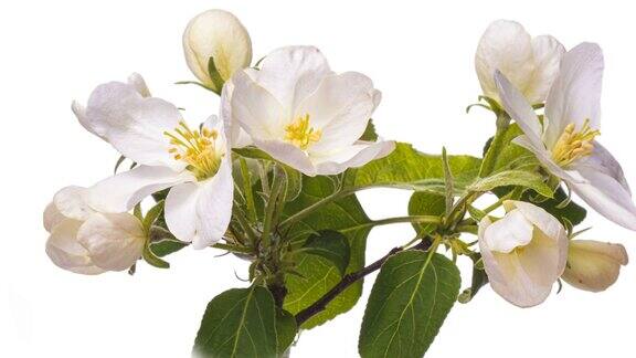 美丽的春天苹果树花盛开的时间关闭苹果开花的特写镜头Springtime.4K