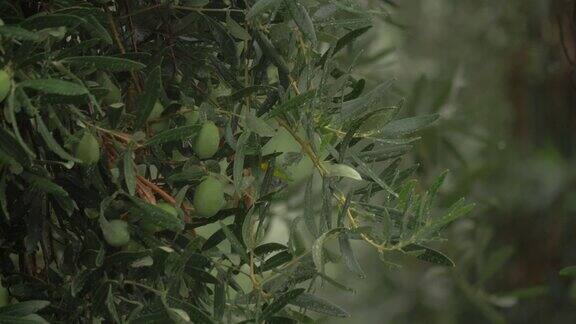 大雨淋湿了橄榄树