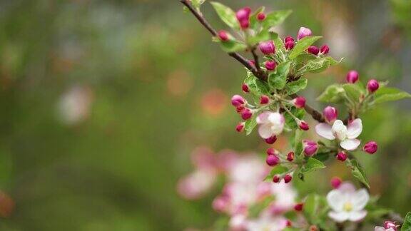 苹果树上娇嫩的花朵盛开着近景视差镜头散景背景