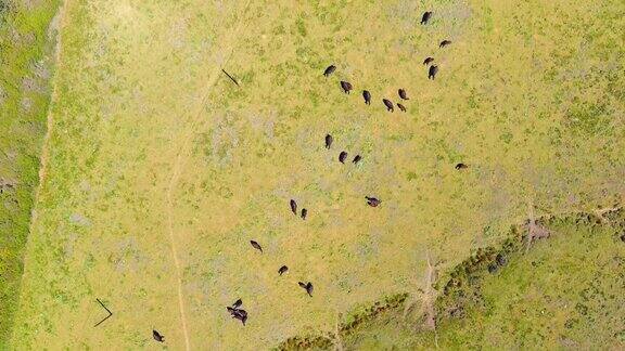 顶部向下鸟瞰图的牛群在草地上