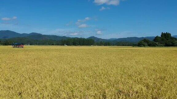 日本水稻收获的鸟瞰图
