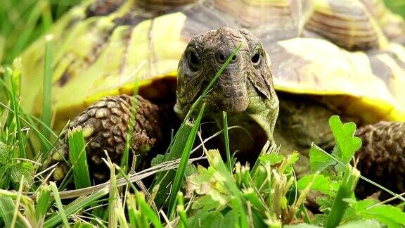 绿草上的乌龟