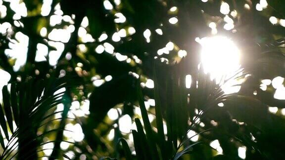 慢镜头阳光透过树叶的自然景象