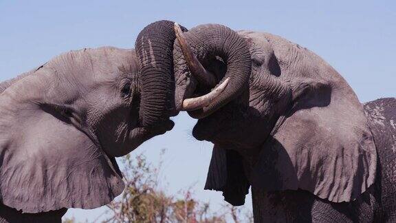4K特写镜头两只大象在博茨瓦纳的一个水坑里用鼻子互相问候