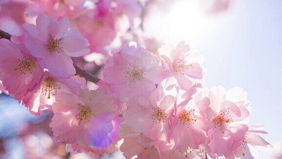 明亮的樱花盛开在一个美丽的阳光明媚的春天