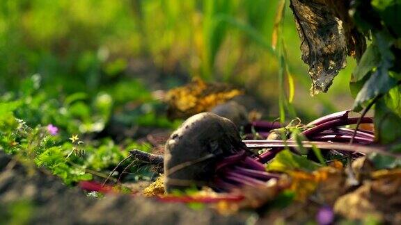 手工采摘的新鲜甜菜根装在木箱里秋叶放在地上甜菜根和叶甜菜