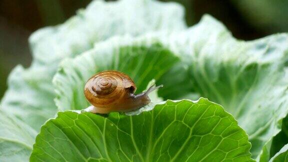 小蜗牛在雨中爬卷心菜叶
