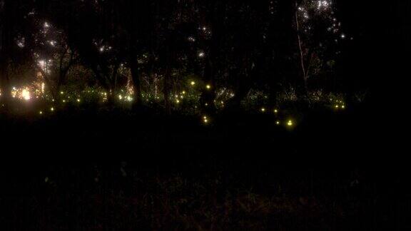 森林里真正的萤火虫