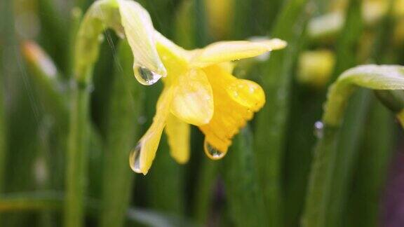 水仙花与水滴在花园里
