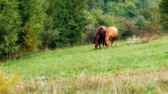 乡下的马在山坡上吃草