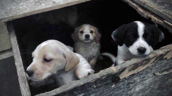 一群流浪狗往盒子里看