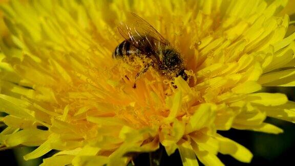 蜜蜂从蒲公英上采摘花粉