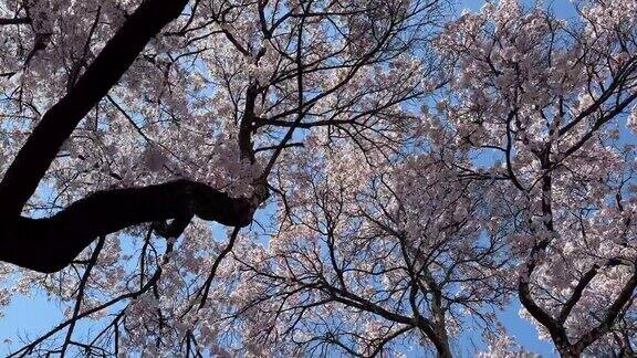 日本的樱花