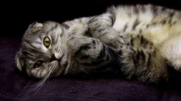 苏格兰折猫躺在沙发上